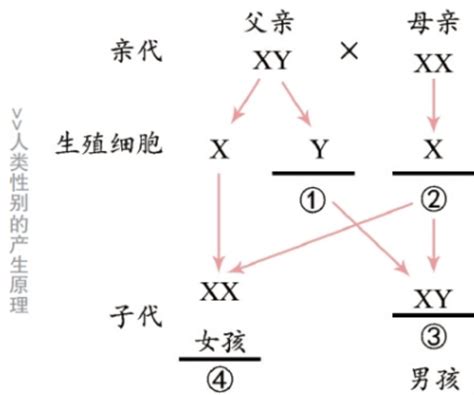 生男生女基因|生男还是生女，你以为是随机？其实早已写在了父亲的。